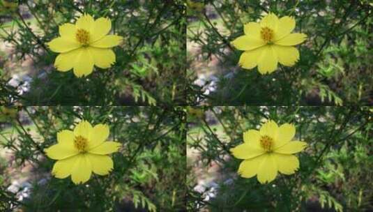 随风摇摆的黄色小花 (2)高清在线视频素材下载