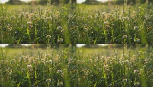 草地上的白色三叶草花高清在线视频素材下载