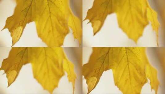 金黄色的树叶随风摇曳高清在线视频素材下载