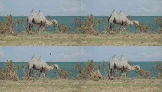 骆驼航拍高清在线视频素材下载