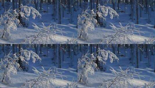 大兴安岭林海雪原雪枝高清在线视频素材下载