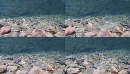 山溪中的野生小河鱼高清在线视频素材下载
