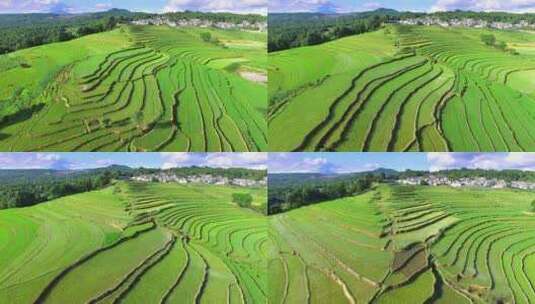 夏天绿色的水稻梯田高清在线视频素材下载