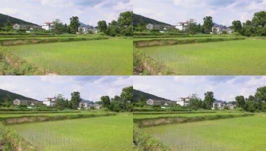 稻田与农村住宅小楼高清在线视频素材下载