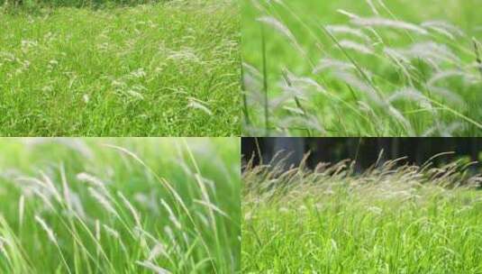 微风吹拂小草实拍合集高清在线视频素材下载