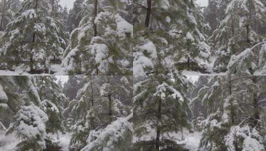 大自然冬天  美丽的东北松树林高清在线视频素材下载