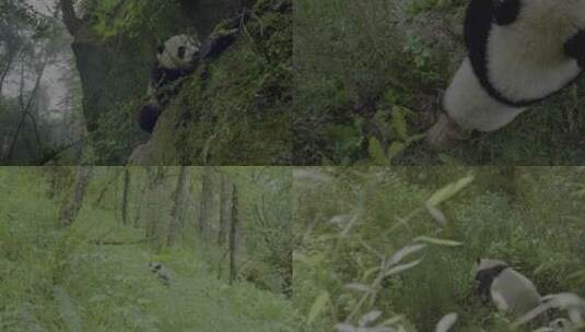 熊猫爬树爬山高清在线视频素材下载