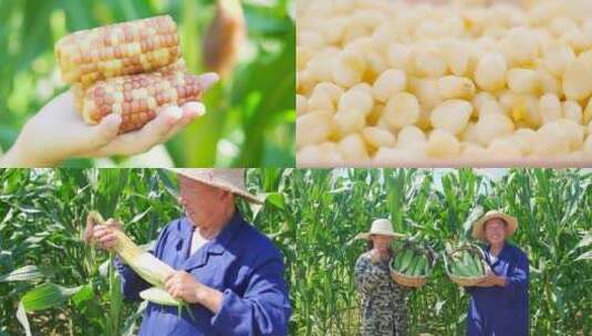玉米合集高清在线视频素材下载