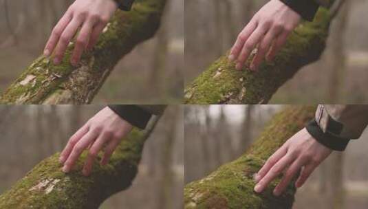 用手抚摸森林树木青苔大自然高清在线视频素材下载
