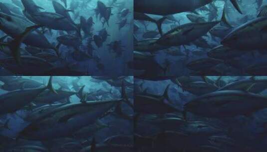 海底金枪鱼群高清在线视频素材下载