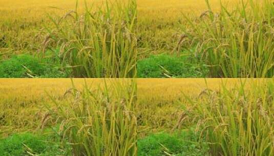 稻子 原野 草地 粮食 农业高清在线视频素材下载