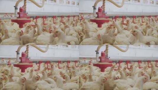 养鸡场白羽鸡养殖鸡群高清在线视频素材下载