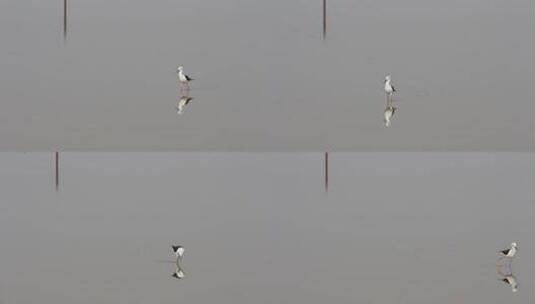 水上漫步的滨鸟高清在线视频素材下载