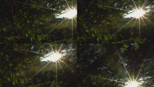 林间小景 日出 日落 太阳 树木 花草 昆虫高清在线视频素材下载