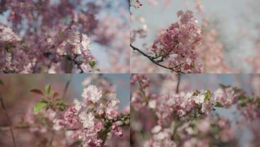 4K-海棠花开，唯美海棠，西府海棠实拍高清在线视频素材下载