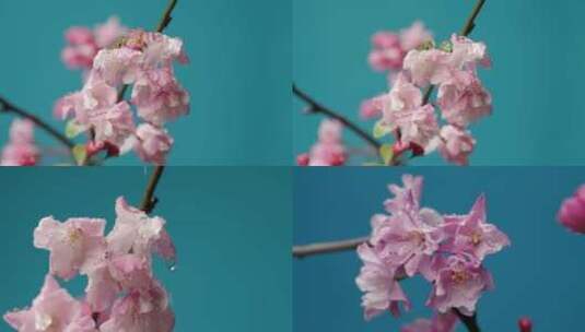 4K-春天盛开的海棠花，雨中海棠花高清在线视频素材下载