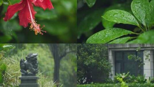 春天雨中的植物花朵树叶4k视频素材高清在线视频素材下载