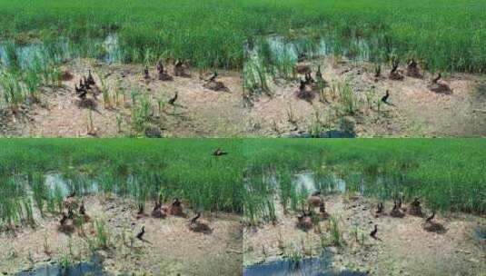 查干湖湿地鸟巢雏鸟高清在线视频素材下载