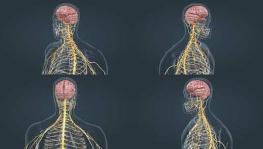 周围神经系统医学3D人体三维动画高清在线视频素材下载
