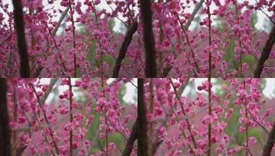 8K重庆梅园春季梅花实拍高清在线视频素材下载