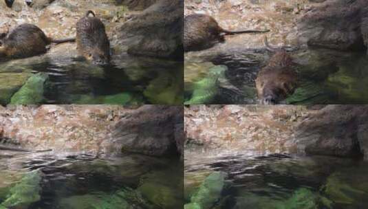 海狸鼠潜水在水面游动特写高清在线视频素材下载