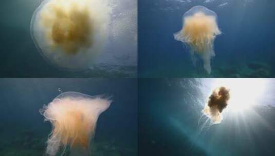 海底水下光线水母游泳海蜇特写高清在线视频素材下载