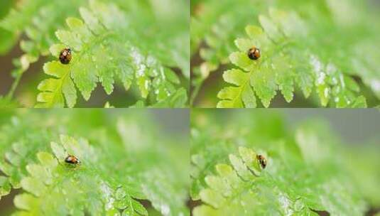 瓢虫 雨过天晴 阳光 蕨叶 19高清在线视频素材下载