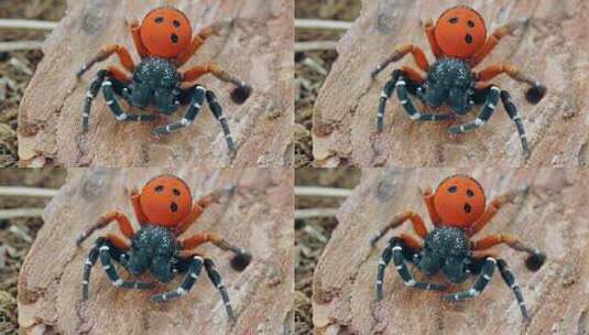 微距特写草隆头蛛 蜘蛛高清在线视频素材下载