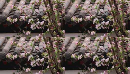 实拍瓦片上的海棠花高清在线视频素材下载