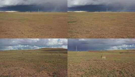4K航拍可可西里藏野驴藏羚羊高清在线视频素材下载