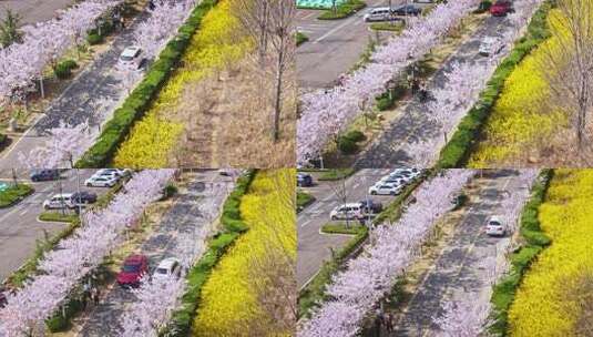 樱花节樱花市集春天市集50帧高清在线视频素材下载