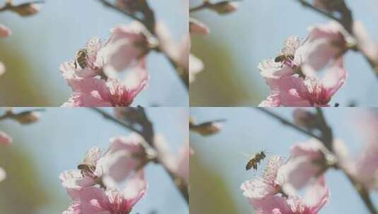 微距桃花蜜蜂高清在线视频素材下载