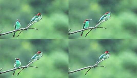 中国最美丽的小鸟：蓝喉蜂虎高清在线视频素材下载