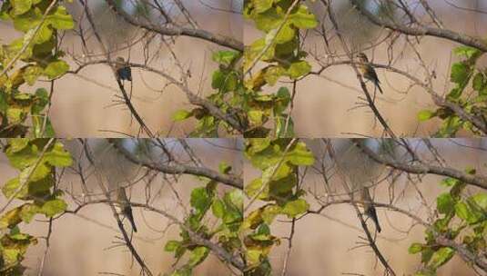 树上一只蓝尾鸲鸟特写实拍高清在线视频素材下载