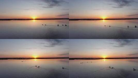 航拍草原湿地湖泊日出水中游泳的水鸟野鸭子高清在线视频素材下载