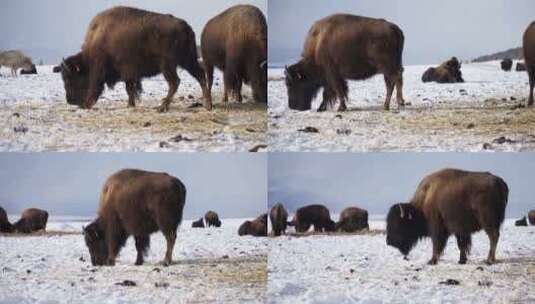 毛茸茸的野牛水牛带着耳标在下雪的冬季mtn围场散步高清在线视频素材下载