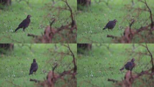 小鸟觅食 小鸟 觅食 草地高清在线视频素材下载