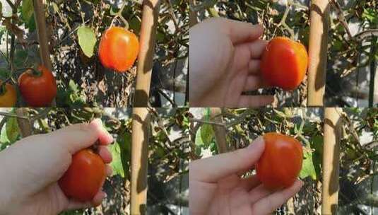 摘番茄 单个  西红柿  采摘 果蔬高清在线视频素材下载