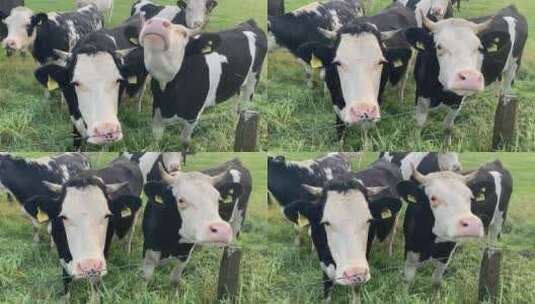 牧场的奶牛在吃草高清在线视频素材下载