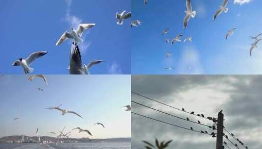 海鸟海鸥鸽子信鸽高清在线视频素材下载