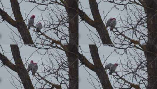两只加拉鸟坐在树枝上互相梳理毛发。灰色雨天。马夫拉，维多利亚，A高清在线视频素材下载
