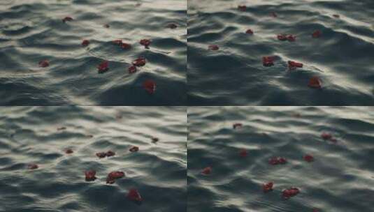 玫瑰花瓣落在水面 唯美玫瑰花高清在线视频素材下载