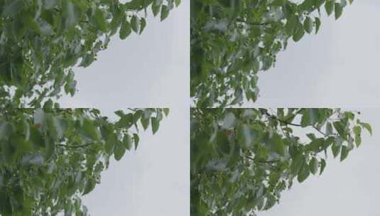 北京平谷树上未成熟的桃仰拍航拍高清在线视频素材下载