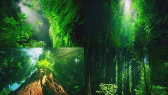 阳光森林高清在线视频素材下载