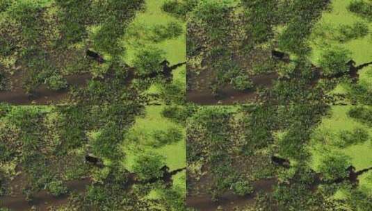 缅因州沼泽地的驼鹿以水生植物为食高角度天线高清在线视频素材下载