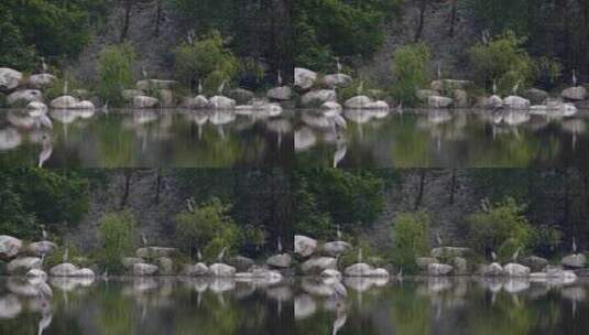 湖边树林里的白鹭鸟高清在线视频素材下载