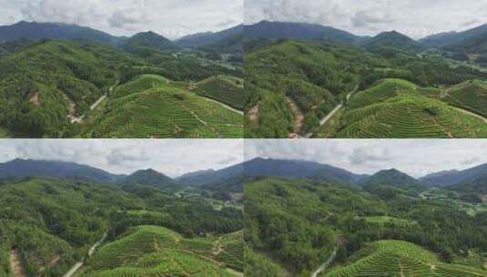 茶园茶场山茶园高山茶绿茶场航拍高清在线视频素材下载