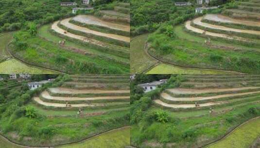 客都广东梅州市大埔县坪山梯田景区航拍高清在线视频素材下载