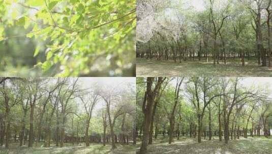 新疆准噶尔老风口小树林高清在线视频素材下载