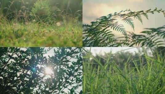 唯美晨光小草植物4k高清在线视频素材下载
